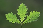 Oak leaves - Quercus robor - close-up detail. Yorkshire. June.  